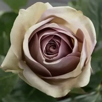 Саженцы роз АМНЕЗИЯ чайно-гибридная в Барнауле