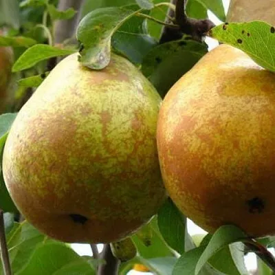 Груша БЕЛОРУСКА в Барнауле