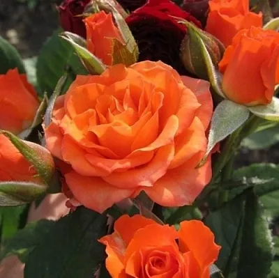 Саженцы роз АЛЕГРИЯ спрей  Саженцы роз АЛЕГРИЯ спрей в Барнауле