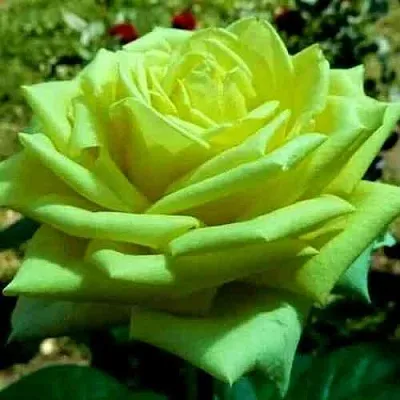 Саженцы роз АМАНДИНА чайно-гибридная в Барнауле