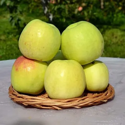 Яблоня БИРСКОЕ ГРУШЕВОЕ (БИЧИК)  Яблоня БИРСКОЕ ГРУШЕВОЕ (БИЧИК) в Барнауле
