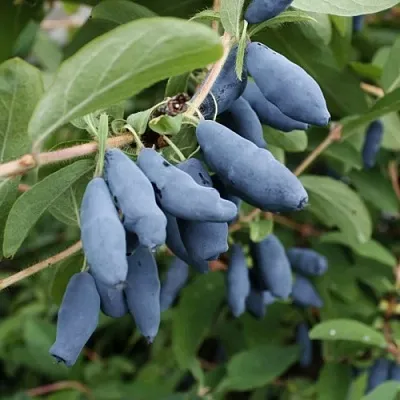Жимолость съедобная ТОМИ японская  Жимолость съедобная ТОМИ японская в Барнауле