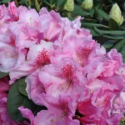 Рододендрон КЛАУДИУС  Рододендрон КЛАУДИУС в Барнауле