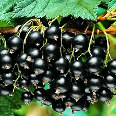 Смородина черная АТЛАНТ  Смородина черная АТЛАНТ в Барнауле