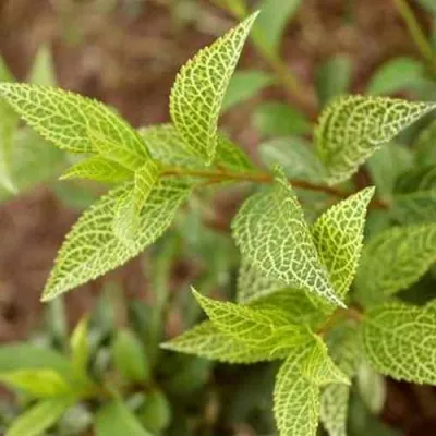 Форзиция КАМСОН промежуточная в Барнауле