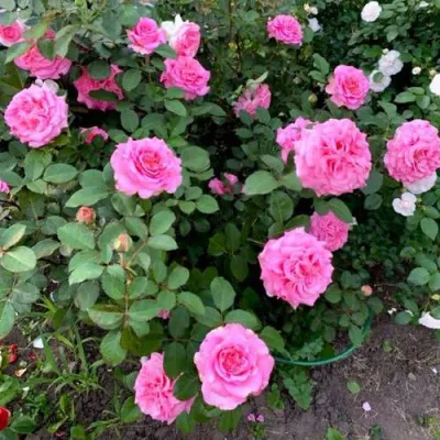 Саженцы роз ЭШЛИ чайно-гибридная — описание сорта Саженцы роз ЭШЛИ чайно-гибридная в Барнауле