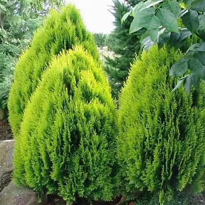 Туя восточная  Туя восточная в Барнауле