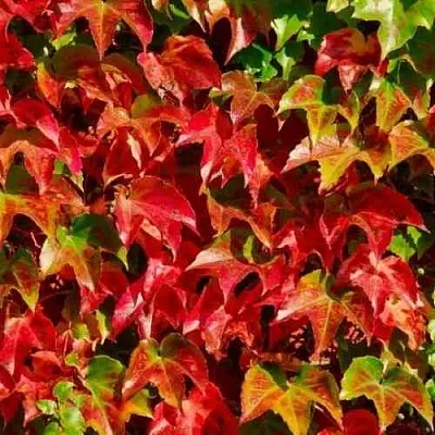 Девичий виноград тройчатый ВИЧИ  Девичий виноград тройчатый ВИЧИ в Барнауле