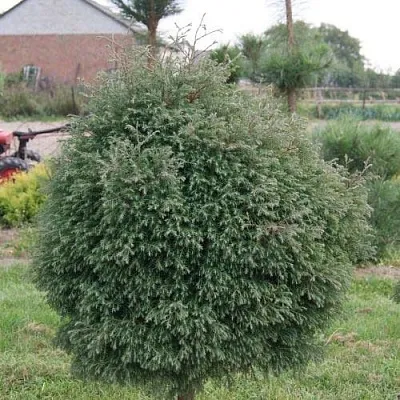 Туя вересковидная  Туя вересковидная в Барнауле