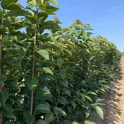 Саженцы оптом в Барнауле