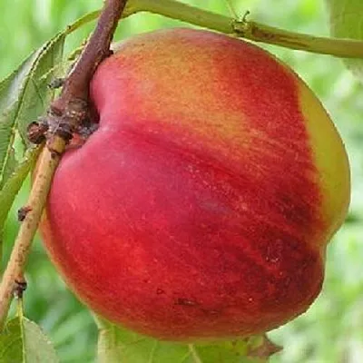 Нектарин СТАРК РЕД ГОЛД  Нектарин СТАРК РЕД ГОЛД в Барнауле