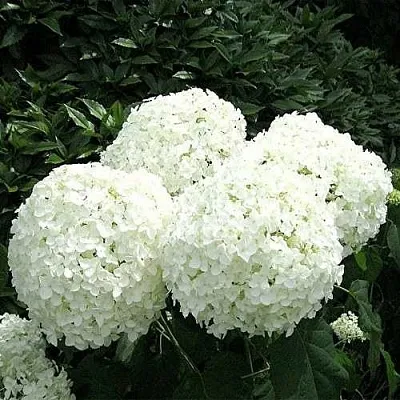 Гортензия АННАБЕЛЬ древовидная  Гортензия АННАБЕЛЬ древовидная в Барнауле