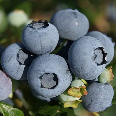 Высокорослые сорта   Высокорослые сорта  в Барнауле