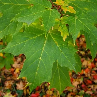 Клен сахарный  Клен сахарный в Барнауле