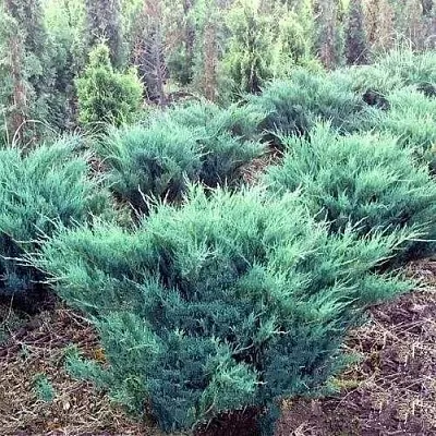 Можжевельник БЛЮ ДАНУБ казацкий  Можжевельник БЛЮ ДАНУБ казацкий в Барнауле