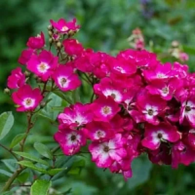 Саженцы роз МАРДЖОРИ ФЕЙР полиантовая  Саженцы роз МАРДЖОРИ ФЕЙР полиантовая в Барнауле