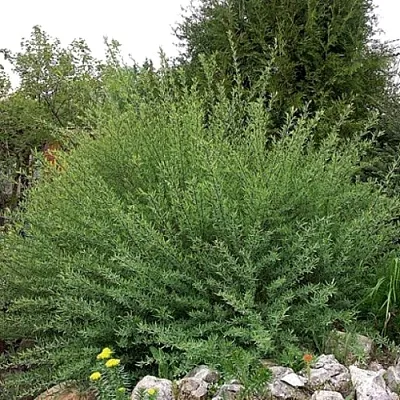 Ива НАНА  пурпурная   Ива НАНА  пурпурная  в Барнауле