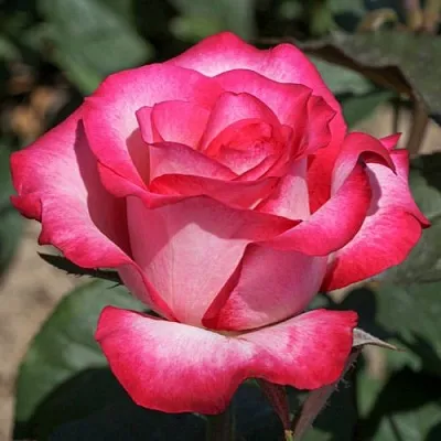 Саженцы роз ХАЙЛЕНДЕР чайно-гибридная в Барнауле