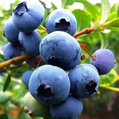 Низкорослые сорта   Низкорослые сорта  в Барнауле