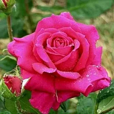 Саженцы роз ШАКИРА чайно-гибридная в Барнауле