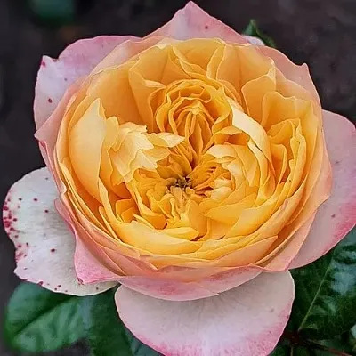 Саженцы роз ГОЛДЕН ВУВУЗЕЛА чайно-гибридная в Барнауле