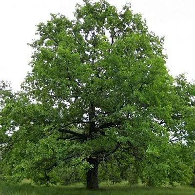 Дуб черешчатый   Дуб черешчатый  в Барнауле