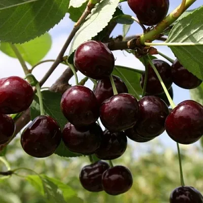 Вишня СВЕРДЛОВЧАНКА степная в Барнауле