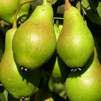 Груша АННУШКА  Груша АННУШКА в Барнауле