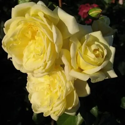 Саженцы роз КАЗИНО плетистая  Саженцы роз КАЗИНО плетистая в Барнауле