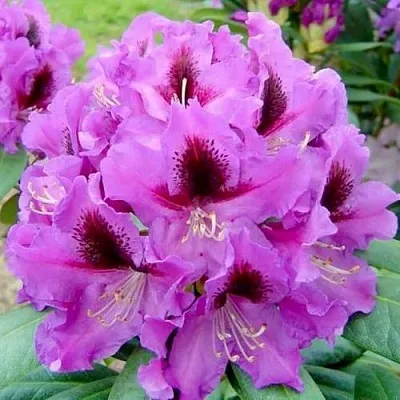 Рододендрон РАСПУТИН  Рододендрон РАСПУТИН в Барнауле