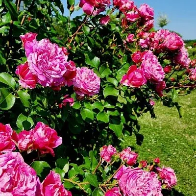 Саженцы роз ИНЕС САСТР плетистая  Саженцы роз ИНЕС САСТР плетистая в Барнауле