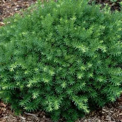 Тис ХИКСИ средний  Тис ХИКСИ средний в Барнауле