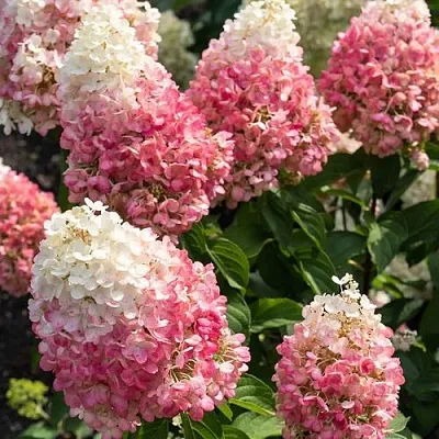 Гортензия ПИНКИ ПРОМИС метельчатая в Барнауле
