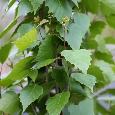 Береза ФАСТИГИАТА повислая   Береза ФАСТИГИАТА повислая  в Барнауле