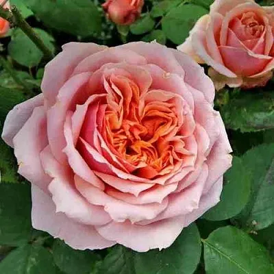 Саженцы роз ПОЛЬ БОКЮЗ шраб  Саженцы роз ПОЛЬ БОКЮЗ шраб в Барнауле