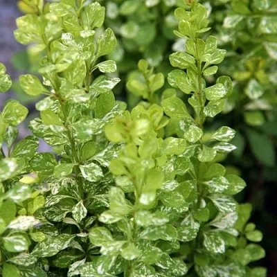 Барбарис ПАУ ВАУ тунберга в Барнауле