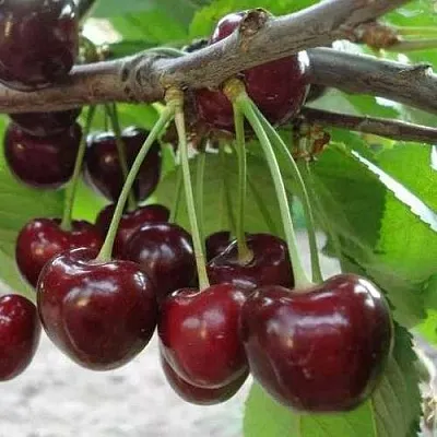 Черешня САММИТ  Черешня САММИТ в Барнауле