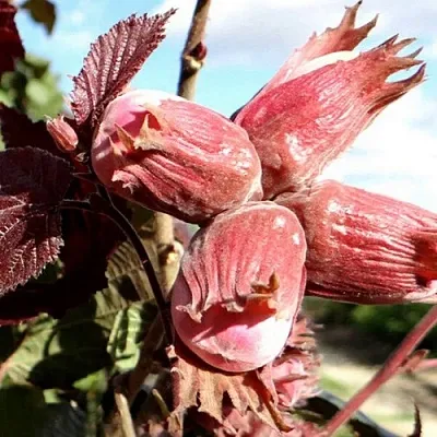 Фундук АЛЫЙ ПАРУС  Фундук АЛЫЙ ПАРУС в Барнауле