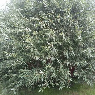 Ива СЕРЕБРИСТАЯ  Ива СЕРЕБРИСТАЯ в Барнауле