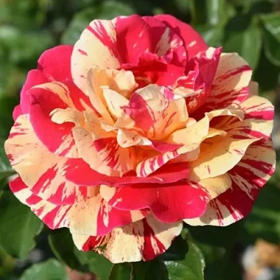 Саженцы роз ВАНИЛЛА ФРАЙЗ плетистая  Саженцы роз ВАНИЛЛА ФРАЙЗ плетистая в Барнауле