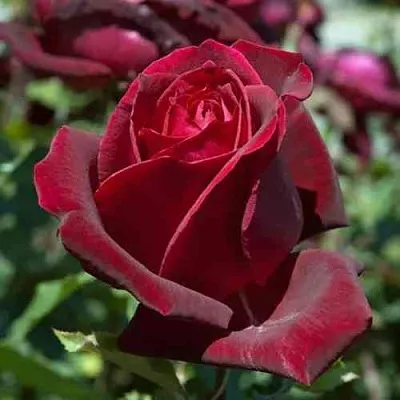 Саженцы роз ПАПА МЕЙЯН чайно-гибридная в Барнауле