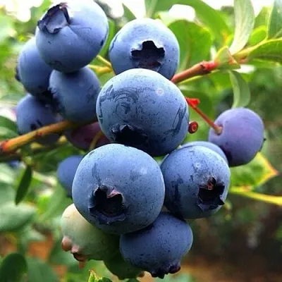 Голубика ДЮК  Голубика ДЮК в Барнауле