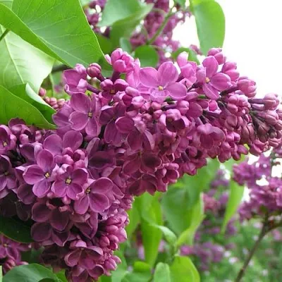 Сирень ДЕНЬ ПОБЕДЫ  Сирень ДЕНЬ ПОБЕДЫ в Барнауле