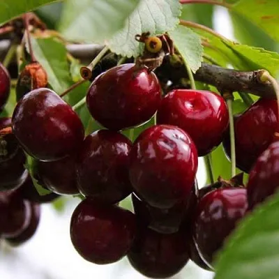 Вишня НОВОДВОРСКАЯ в Барнауле