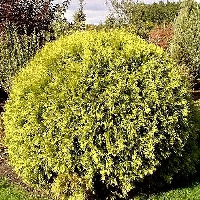 Туя ГЛОБОЗА АУРЕА западная  Туя ГЛОБОЗА АУРЕА западная в Барнауле