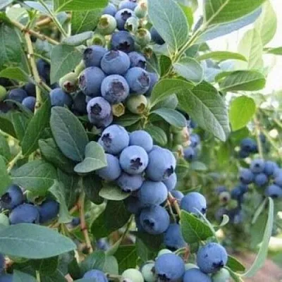 Голубика ЭЛЛИОТ  Голубика ЭЛЛИОТ в Барнауле