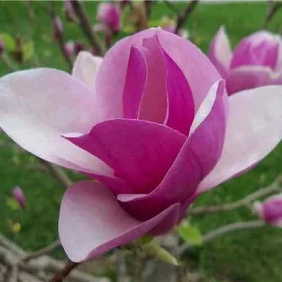 Магнолия СУЛАНЖА  Магнолия СУЛАНЖА в Барнауле