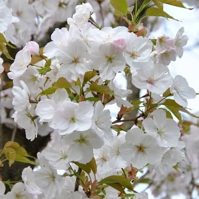 Сакура САНСЕТ БУЛЕВАРД  Сакура САНСЕТ БУЛЕВАРД в Барнауле
