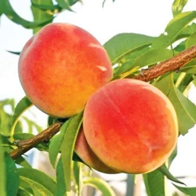 Персик ОНТАРИО — описание сорта Персик ОНТАРИО в Барнауле
