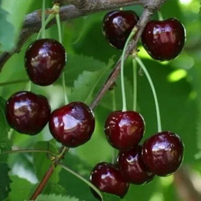 Черешня НАРОДНАЯ  Черешня НАРОДНАЯ в Барнауле